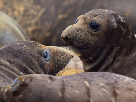 پناهگاه دریایی ملی خلیج مونتری، ایالات متحده آمریک