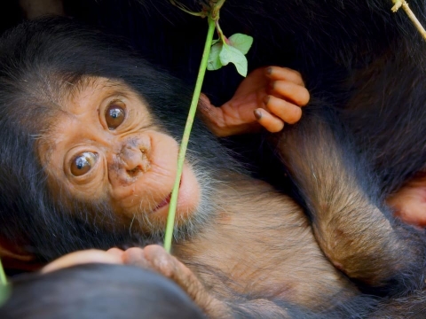 داستان بچه شامپانزه