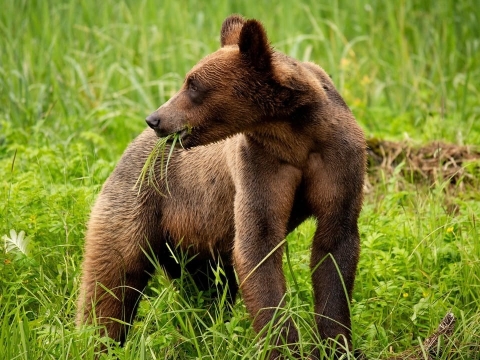 داستان یک بچه گریزلی