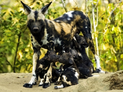 داستان بچه سگ وحشی