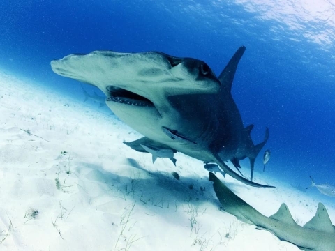 بزرگراه کوسهچکشی