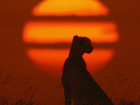 دنبال کردن نور ستاره‌ها