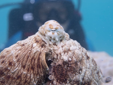 شبکه‌سازان اجتماعی