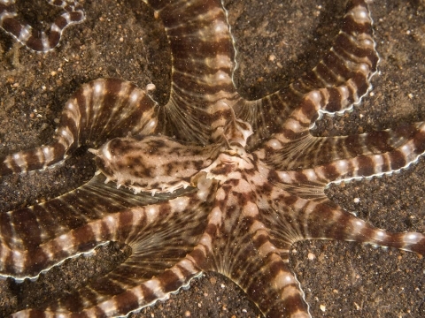 شکل‌پذیران