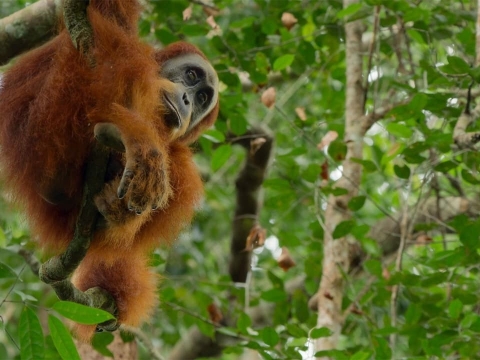 گونونگ لوسر، اندونزی