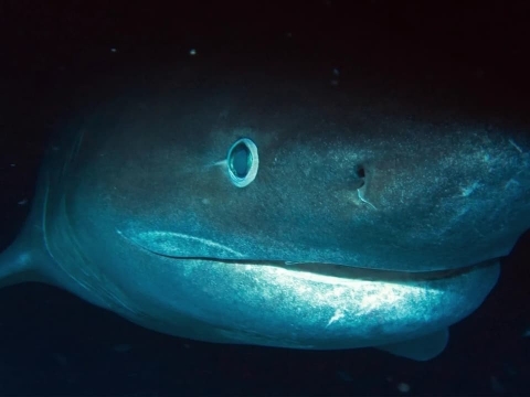 کوسه ژوراسیک