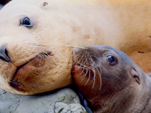 داستان بچه شیر دریایی