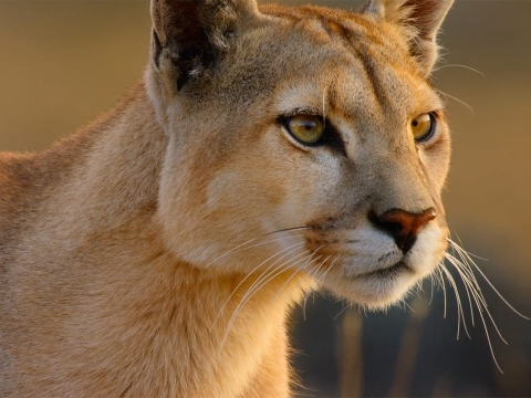 پاتاگونیای شیلی