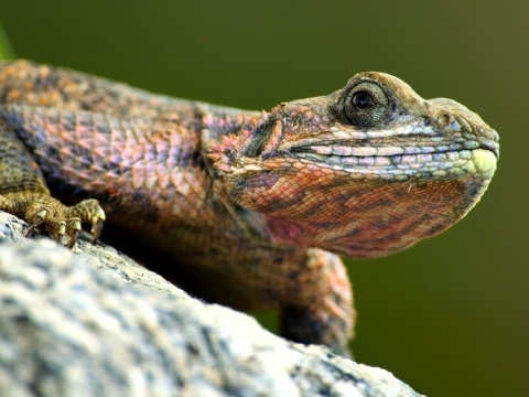 دشت بی درخت