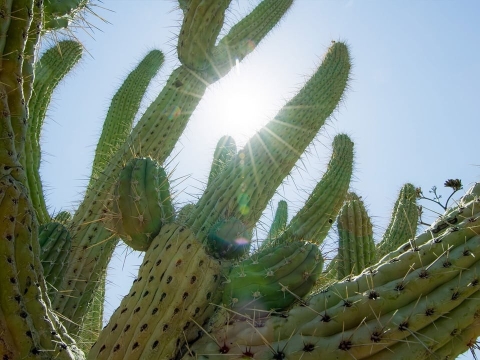 دنیاهای کویری