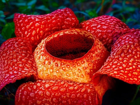 جهان‌های استوایی