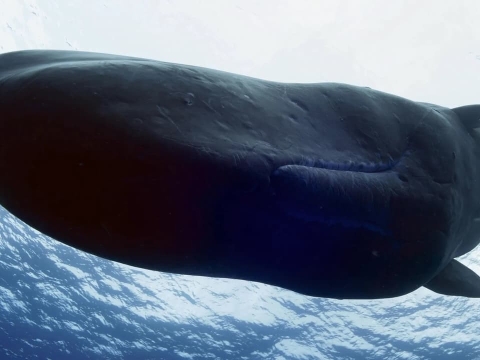 غول های اعماق