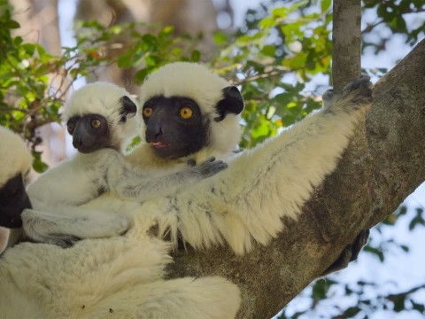 دنیای عجایب