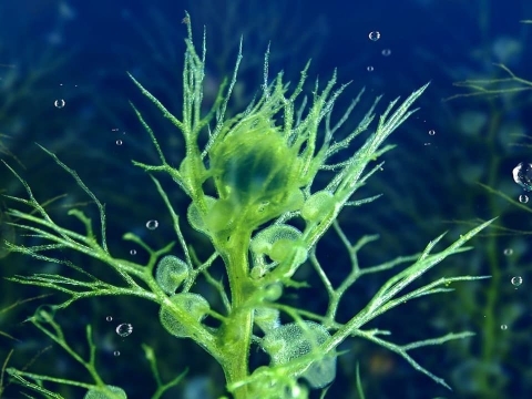 جهان های آب