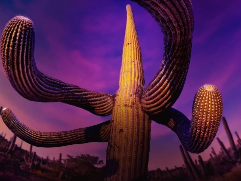 جهان های انسانی