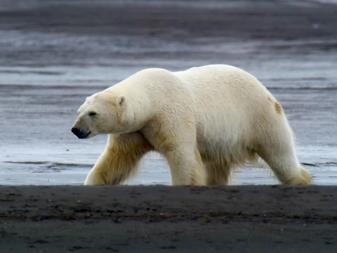 پادشاهی خرس قطبی