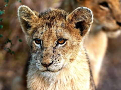 داستان بچه شیر