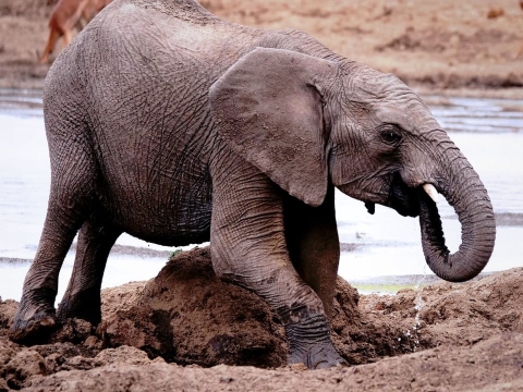 داستان بچه فیل