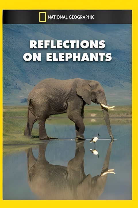 فیلم بازتاب فیل‌ها